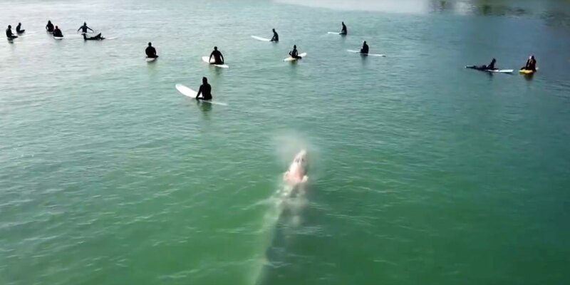 Сюрприз: Серый кит незаметно подплыл к группе серферов 
