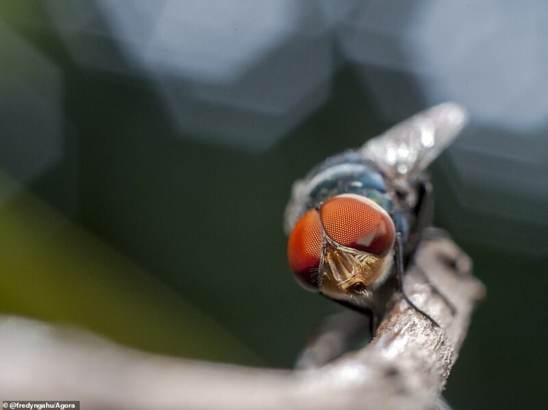 "Глаз мухи", пользователь @fredyngahu, Индонезия