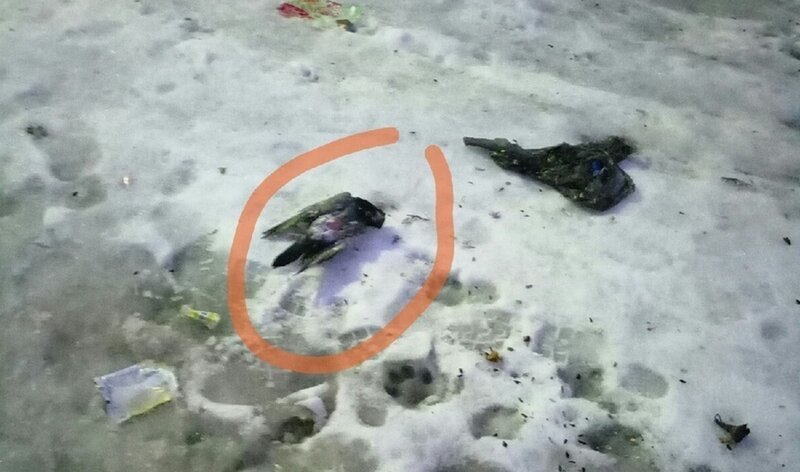 В карельском городе птицы погибали в полёте и падали на жёлтый от осадков снег