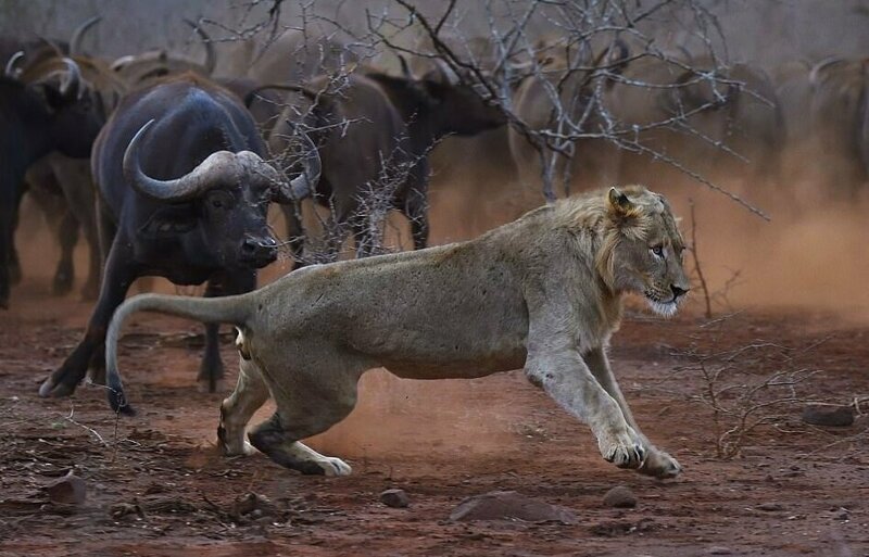 Волнующий момент: Стадо буйволов преследует львов