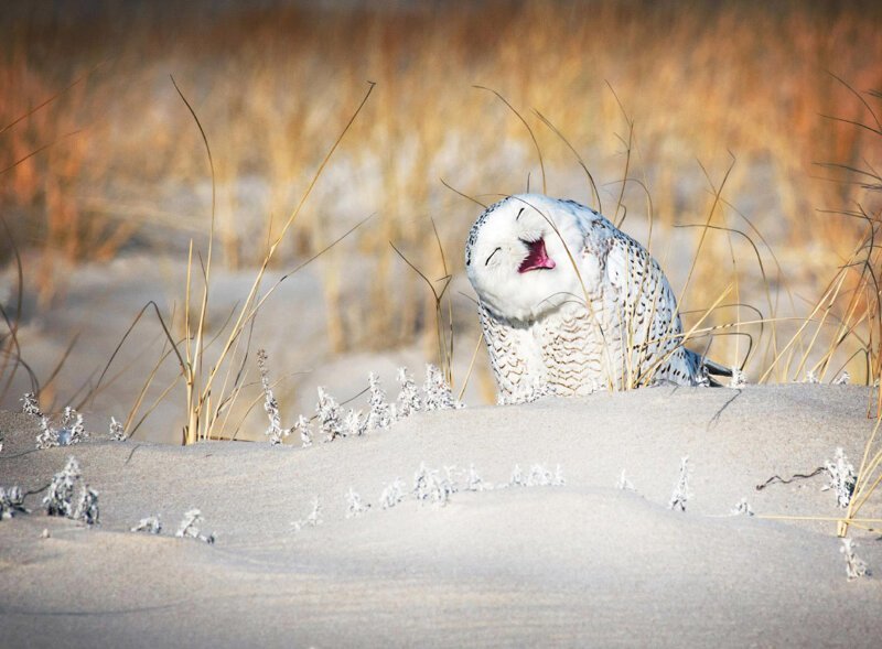 Смешливая сова. (Фото Vicki Jauron | Comedy Wildlife Photo Awards 2019):
