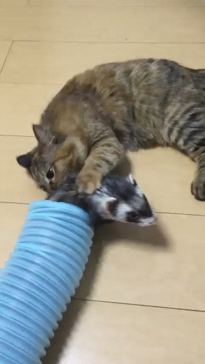 Гифки разные