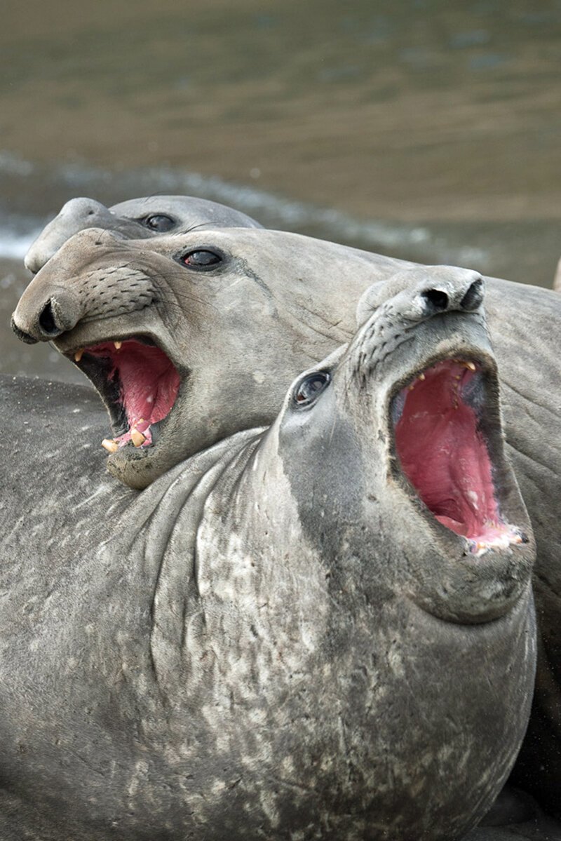 Морские слоны. (Фото Roie Galitz):