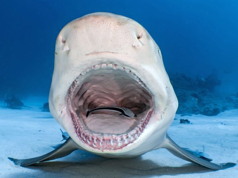 Зевающая лимонная акула. (Фото Shawn Murphy):