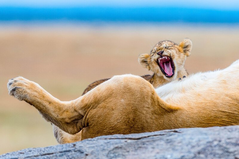 Уставшие львы. (Фото YS Wildlife Photography):
