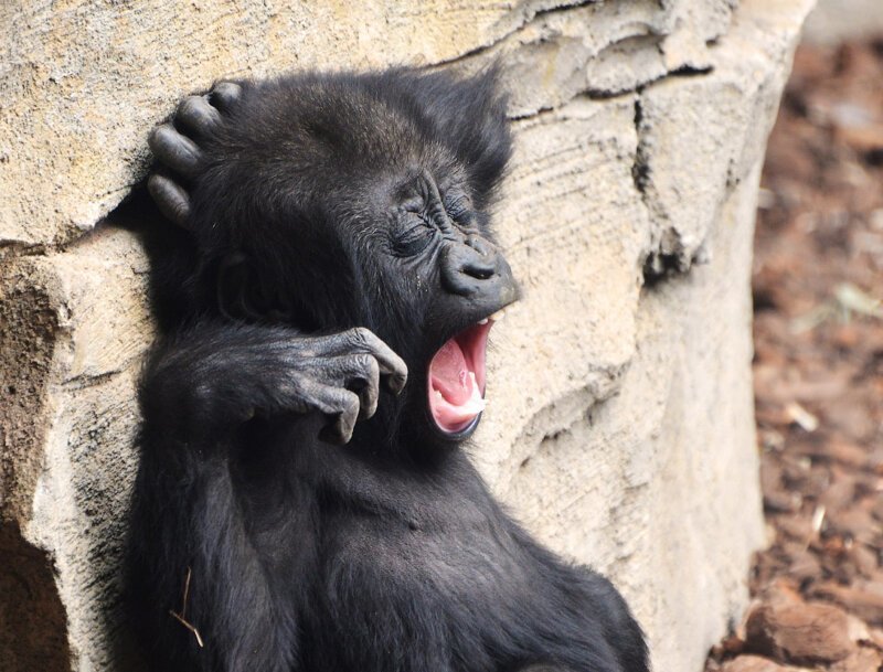 Уставная горилла. (Фото Dusica Paripovic):