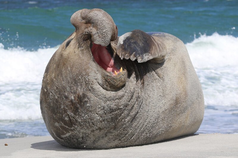 Зевающий морская слон. (Фото David Crocker):