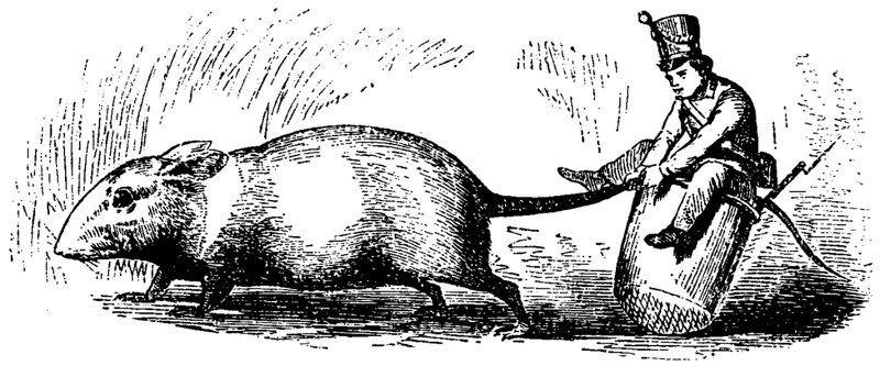 Иллюстрация Вильгельма Педерсена к сказке Ханса Кристиана Андерсена «Оле Лукойе»
