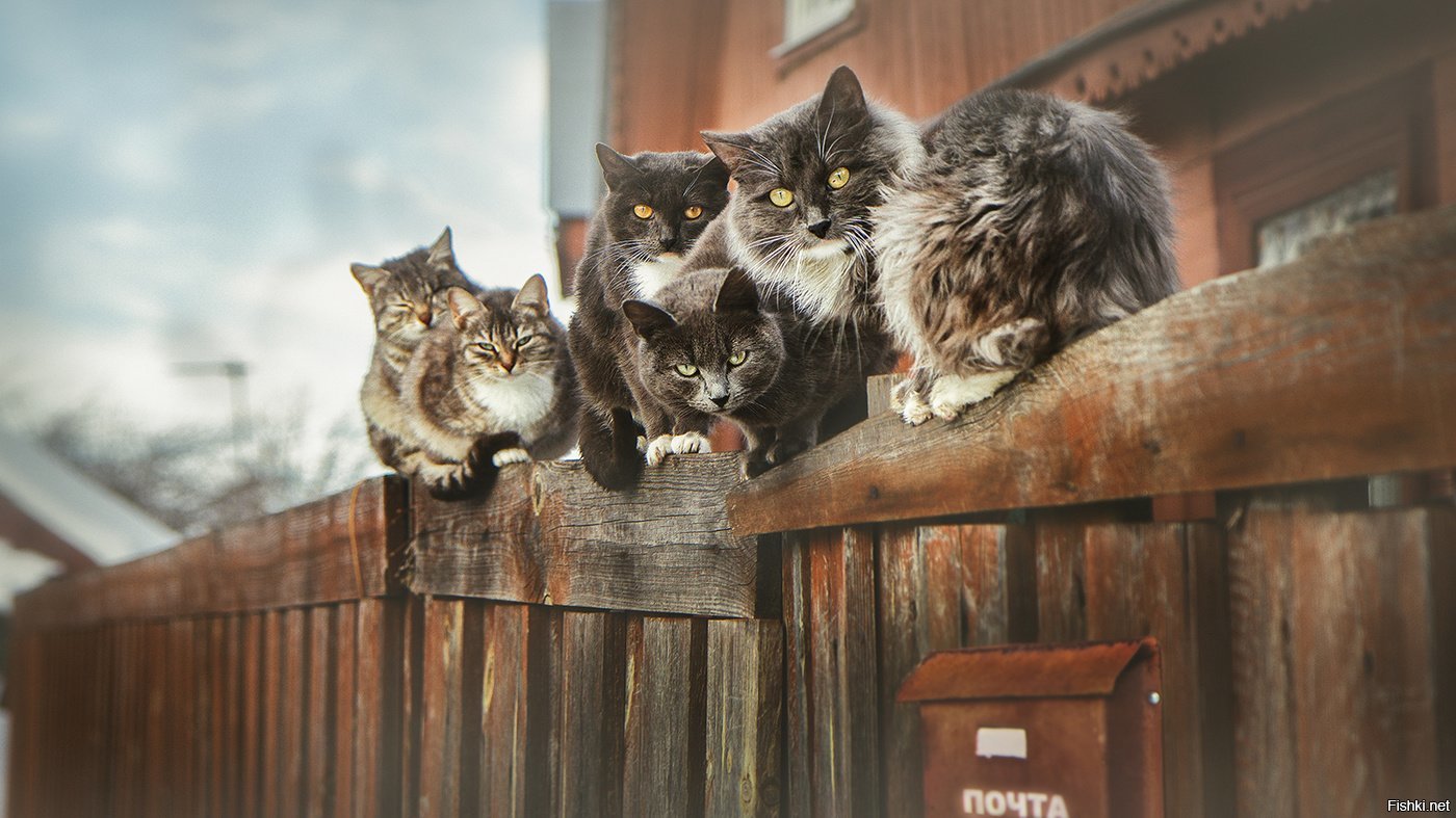 Городские коты сельские коты