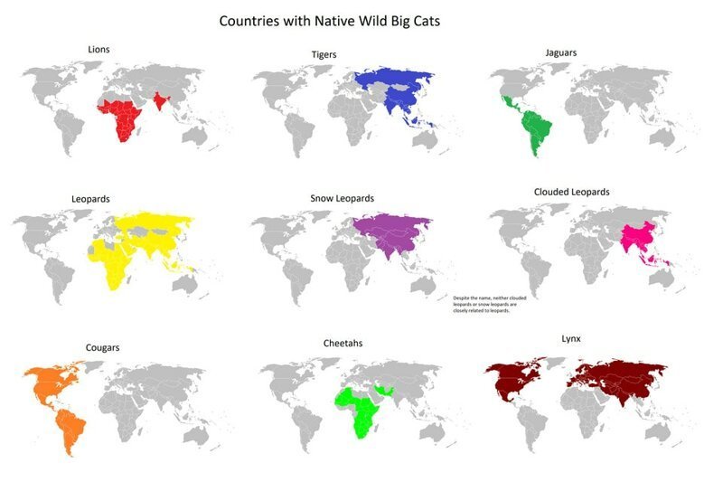 11. Страны, где водятся большие дикие кошки