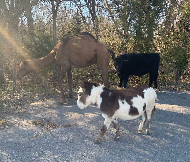 Вместе весело шагать: Верблюд, корова и осел бродили по канзасской дороге