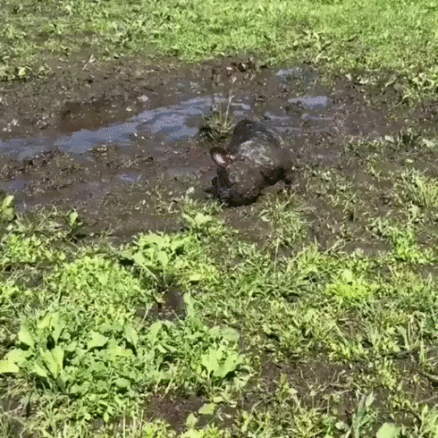 Обычная прогулка с собакой