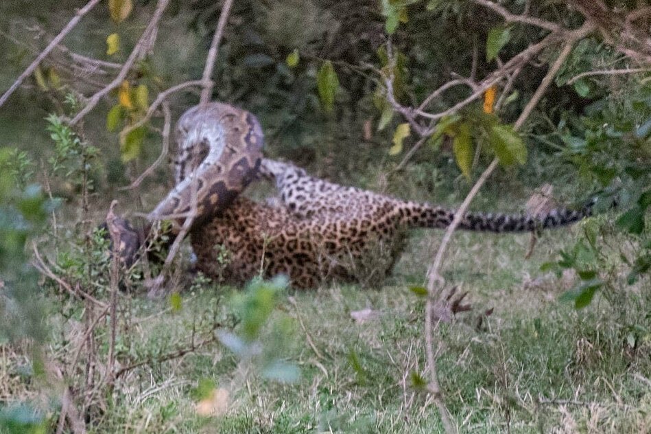 Смертельная схватка: леопард победил питона в жестоком бою