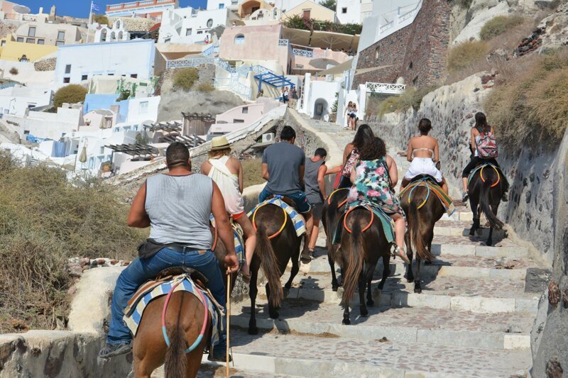 Испанских осликов спасут от толстых туристов