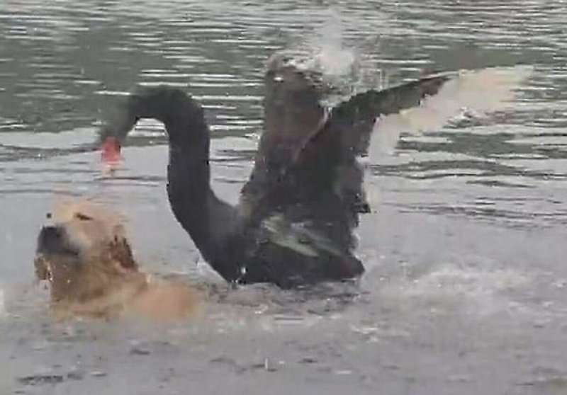 Черный лебедь атаковал заплывшего на его территорию пса