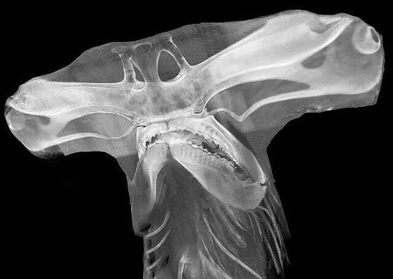 Рентген головы акулы-молота