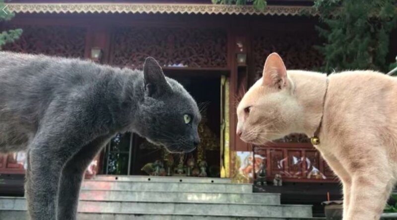 Две бездомные кошки встретились лицом к лицу у буддийского храма