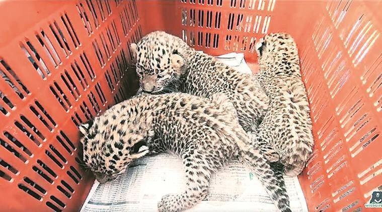 Момент воссоединения леопарда с похищенными у неё детёнышами 