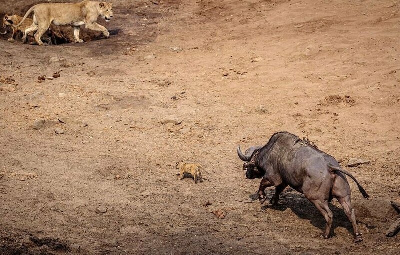 Разъярённый буйвол чуть не раздавил маленького львенка