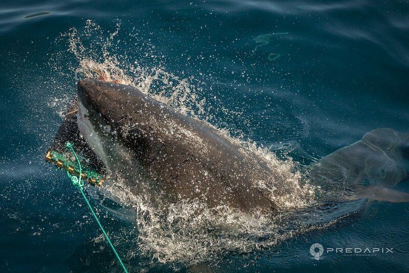 В Австралии разработали защиту от акул