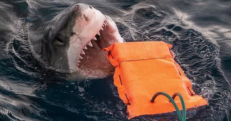 В Австралии разработали защиту от акул