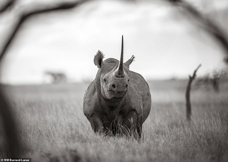 Как выглядят носороги, когда у них хорошее настроение