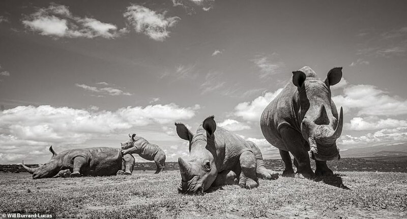 Как выглядят носороги, когда у них хорошее настроение