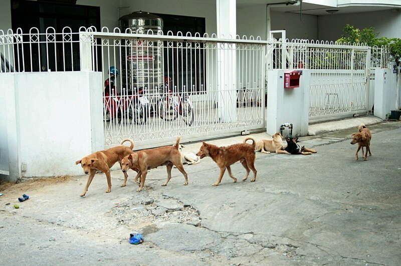 Братья наши меньшие: фотозарисовки с уличными собаками
