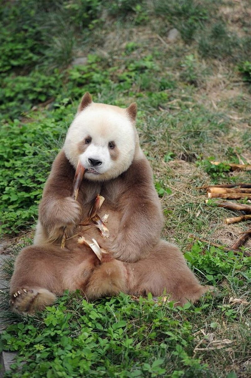 Единственная в мире коричневая большая панда взята на пожизненное содержание