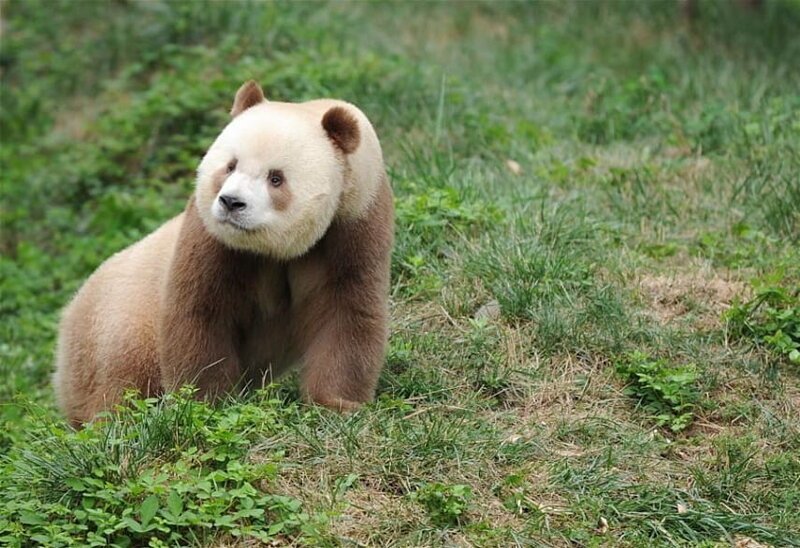 Единственная в мире коричневая большая панда взята на пожизненное содержание