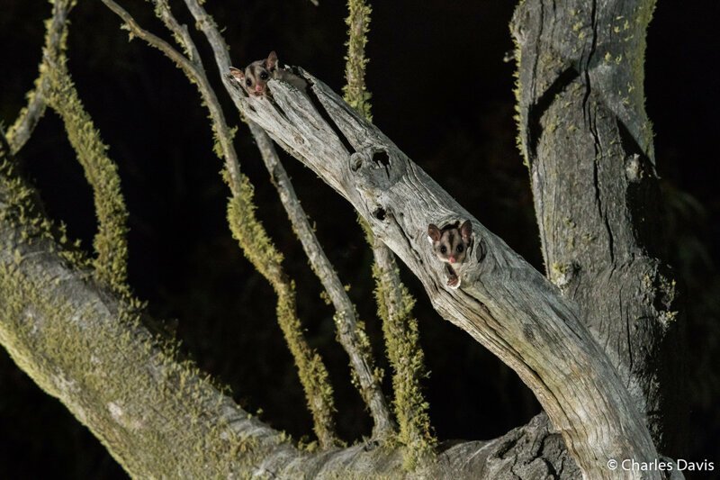 Премия в категории «Портфолио». «Дом летяг». Сахарная сумчатая летяга (Petaurus breviceps), она же летающий поссум, или короткоголовая летающая белка. В Куме, Новый Южный Уэльс. Автор фото: Чарльз Дэвис.