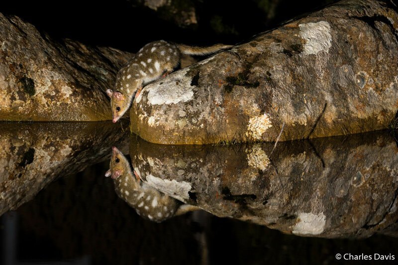 Премия в категории «Портфолио». Крапчатая сумчатая куница (или кволл) в национальном парке Маунт Филд в Тасмании. Автор фото: Чарльз Дэвис.