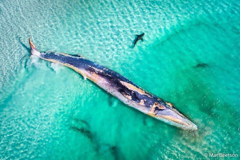 Главный победитель. «Гибель финвала». Труп финвала (сельдяного кита) менее чем в пяти метрах от берега в Албани, Западная Австралия. Автор фото: Мэтт Битсон.