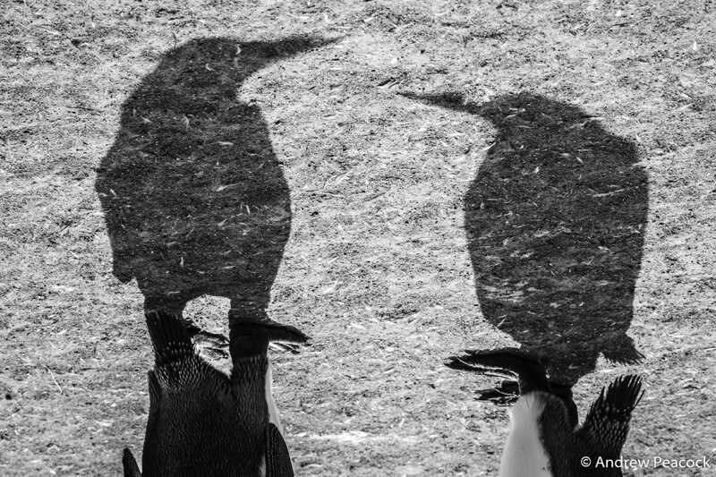 2-е место в категории «Монохром». «Разговор королевской пары». Королевские пингвины (Aptenodytes patagonicus) на острове Южная Георгия. Автор фото: Эндрю Пикок.