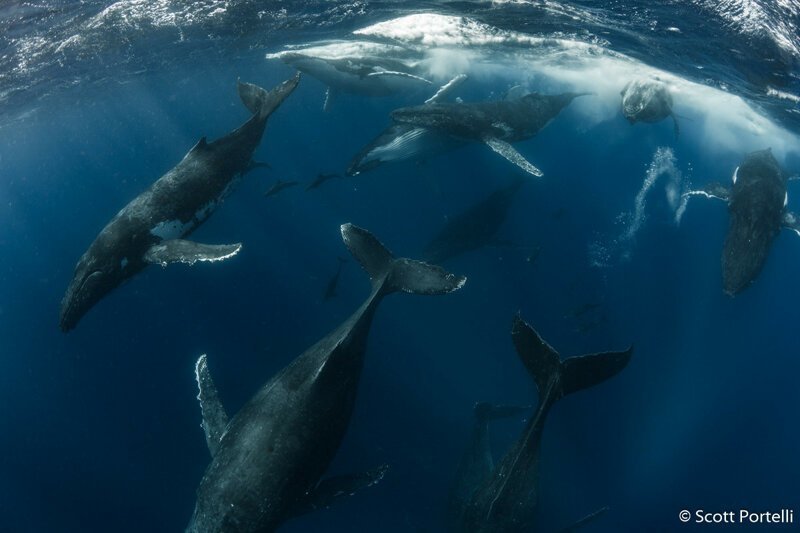 Победитель в категории «Поведение животных». «Тепловой пробег» (несколько китов конкурируют за самку). Горбатые киты (Megaptera novaeangliae) в южной части Тихого океана. Автор фото: Скотт Портелли.