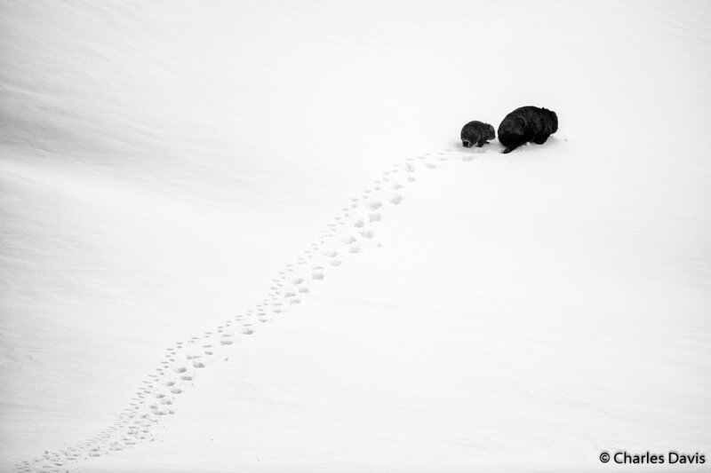 Премия в категории «Портфолио». «Большой шаг, маленький шаг». Короткошёрстный или тасманийский вомбат (Vombatus ursinus) в национальном парке Косцюшко в штате Новый Южный Уэльс. Автор фото: Чарльз Дэвис.