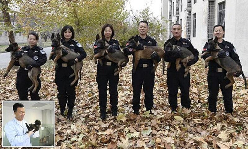 Китайская полиция клонирует для службы супер-собак