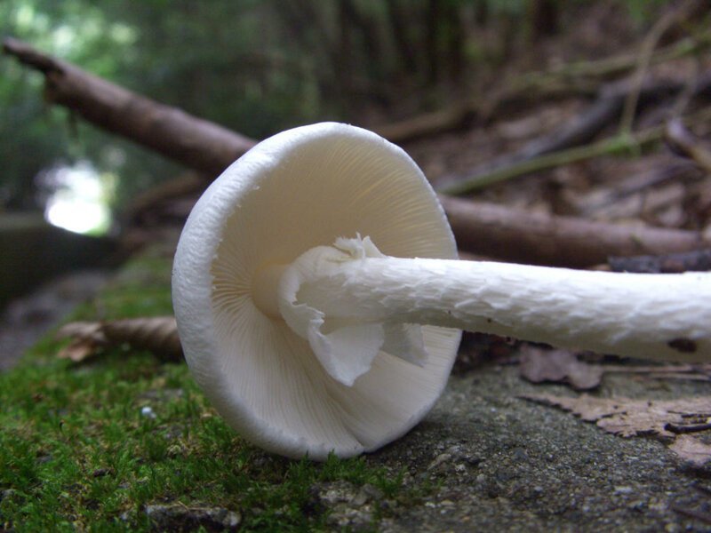 Опасный гриб