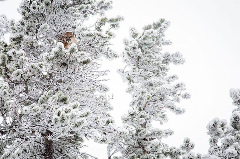 Пума на деревьях, покрытых снегом 