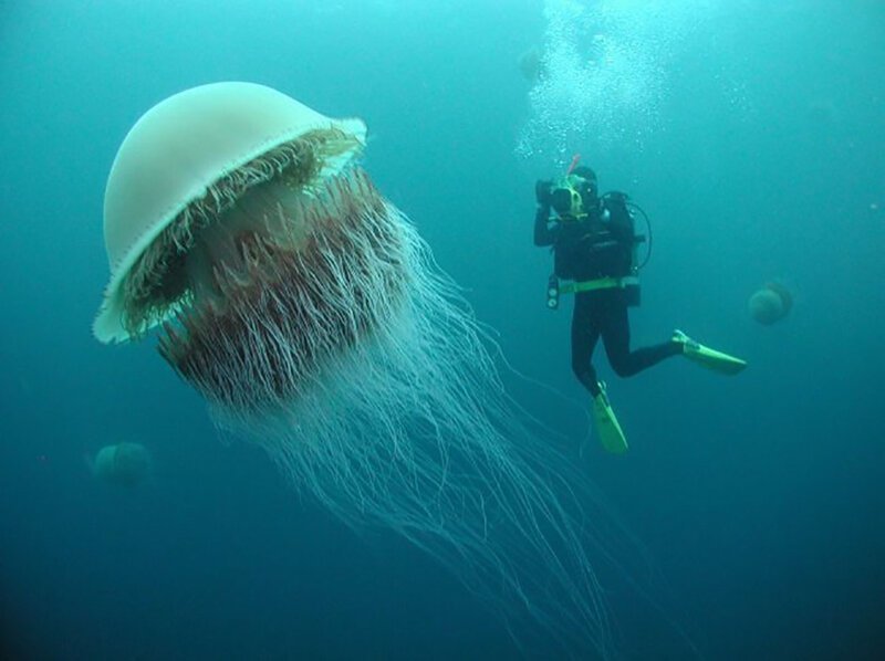 Гигантская медуза 