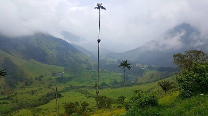 Самая высокая пальма в мире. Колумбия 