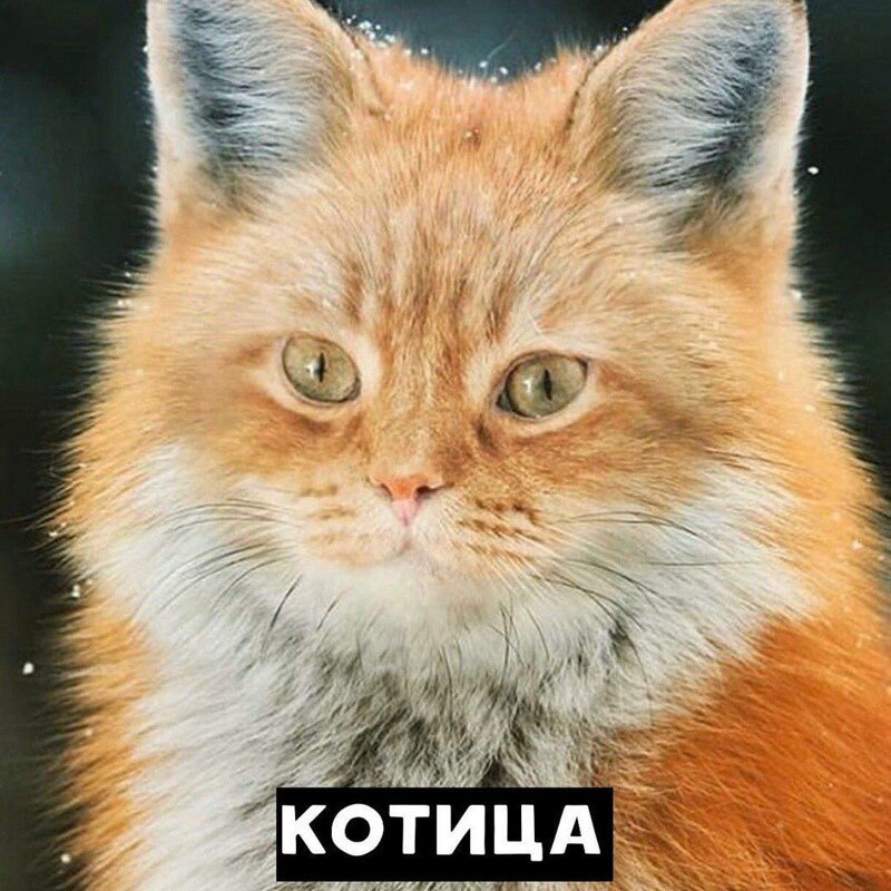 Занимательная котология