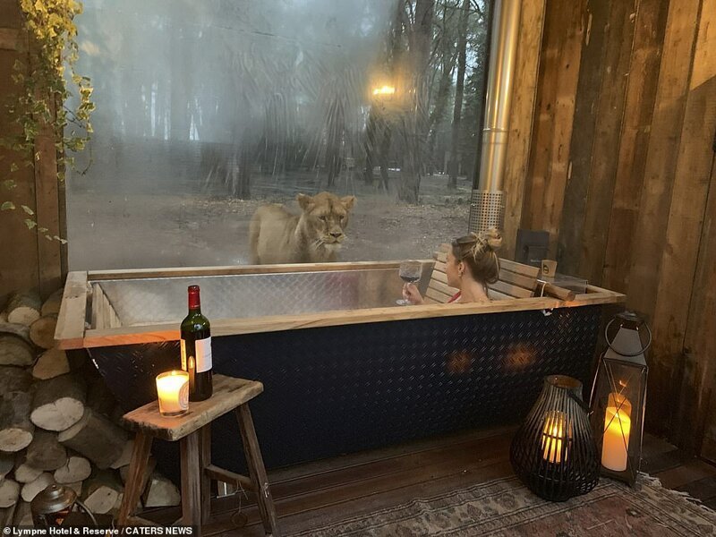 Отдых с видом на львов: первый в мире отель посреди заповедника