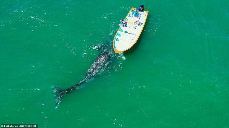 Видео: самка кита с детенышем подплыли к лодке и позволили себя погладить