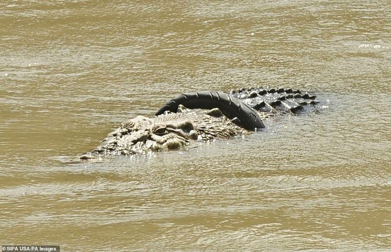 В Индонезии крокодил три года живет с шиной на шее