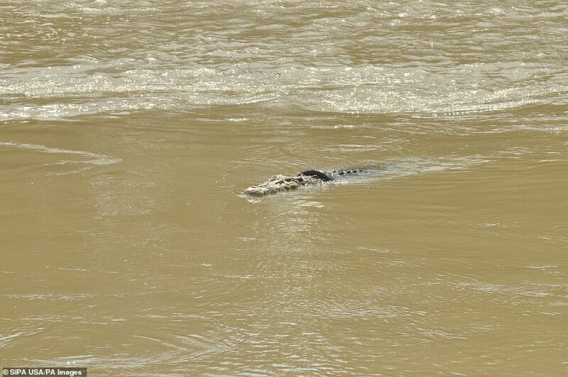 В Индонезии крокодил три года живет с шиной на шее