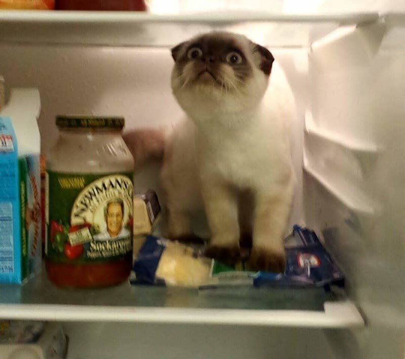 Кот, который не в силах расстаться с холодильником
