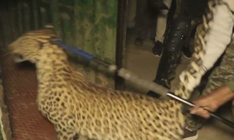 Леопард забежал в жилой дом преследуя собаку