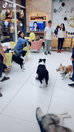 Не поделили шарик