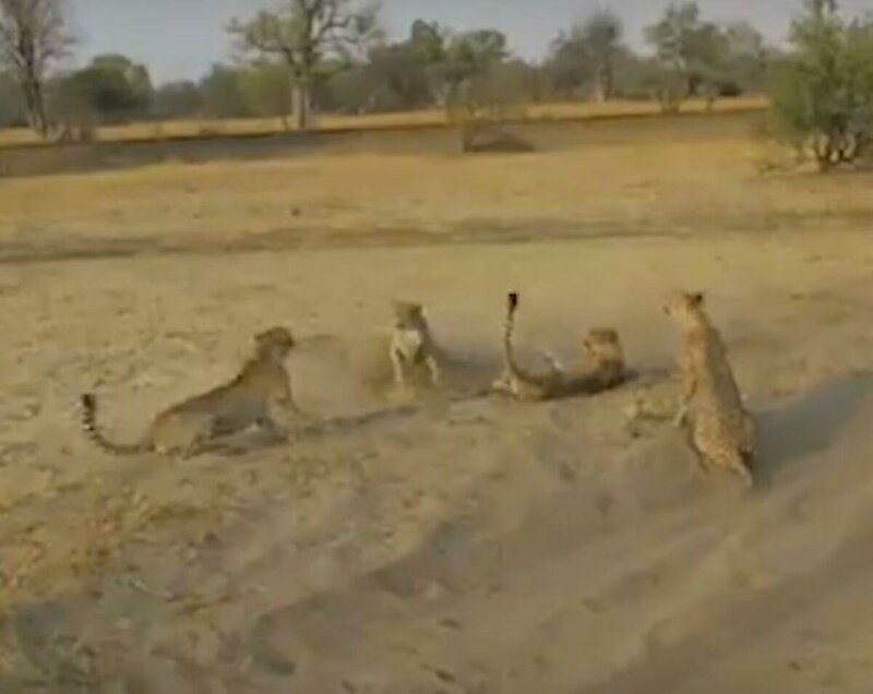 Два молодых гепарда оградили свою мать от агрессивного самца